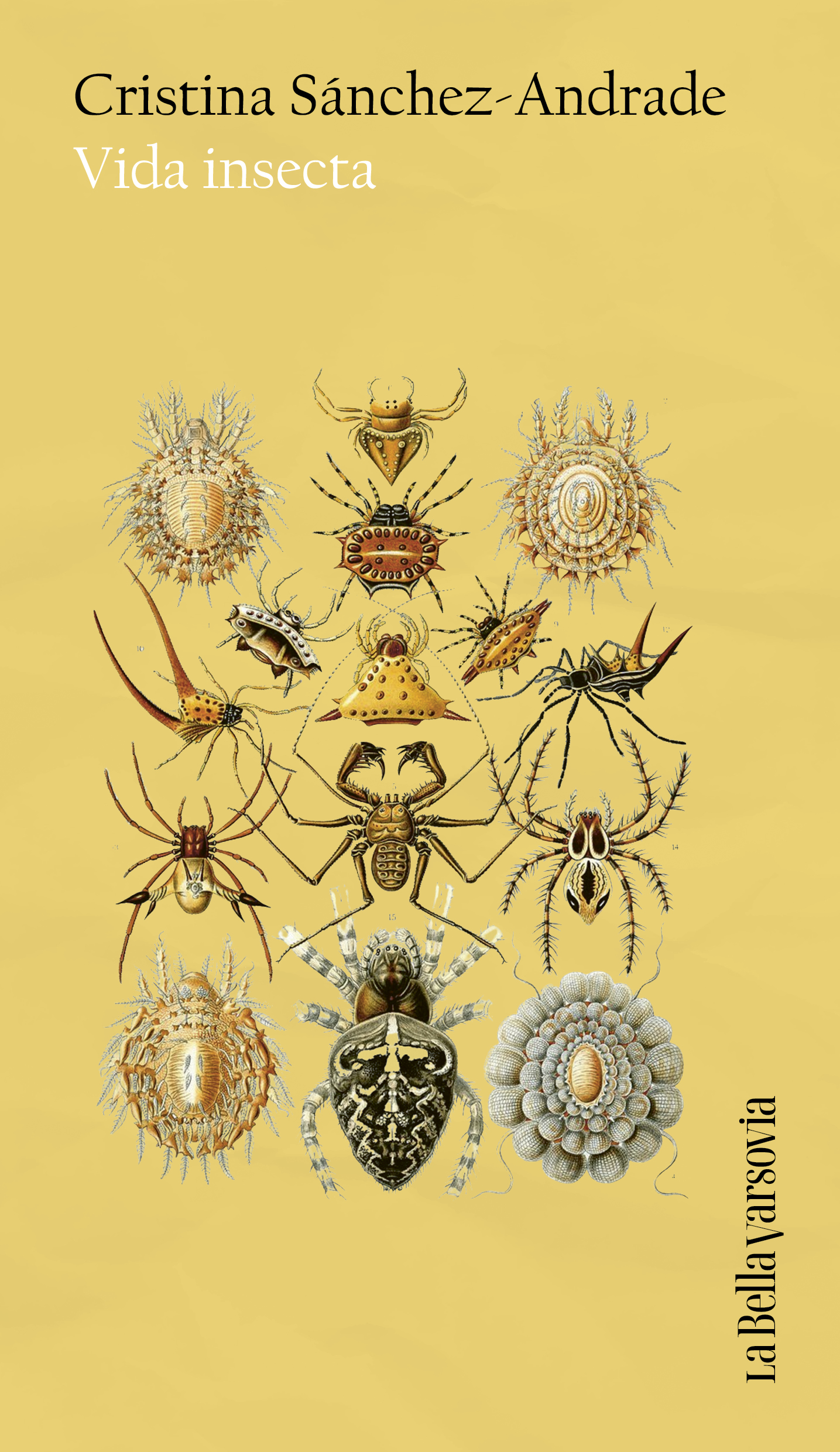 Vida insecta